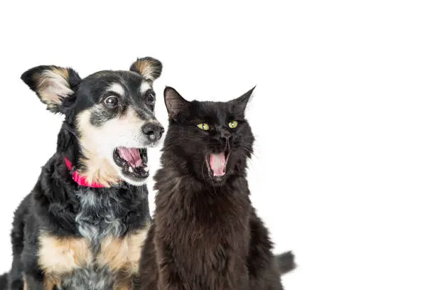 Photo of Funny Dog and Cat With Shocked Expressions