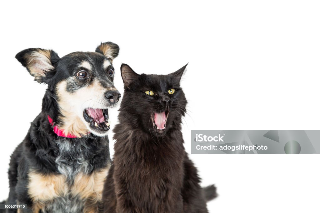 Engraçado cão e gato com expressões chocados - Foto de stock de Cão royalty-free