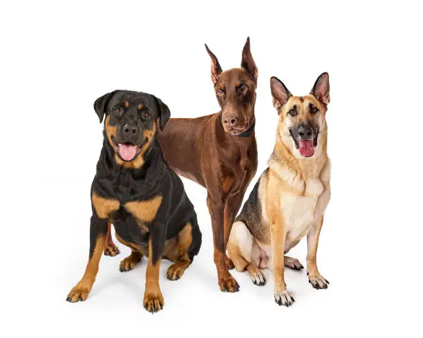 Three large breed guard dogs on white including Rottweiler, German Shepherd and Doberman Pinscher