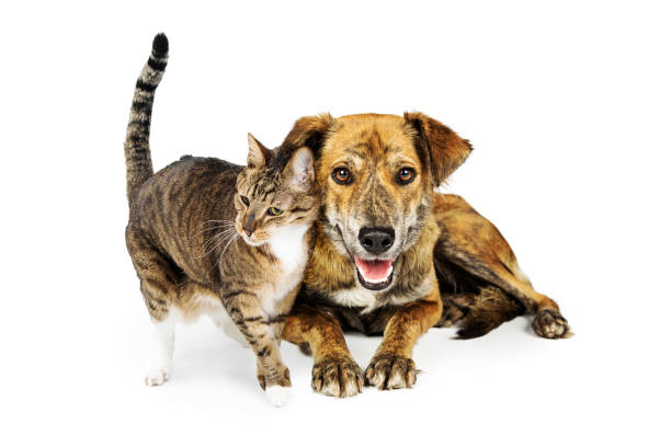 istock Dog and Cat Snuggling Together on White 1006319802