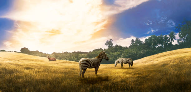 istock Two zebras and one deer at savannah 1006319834