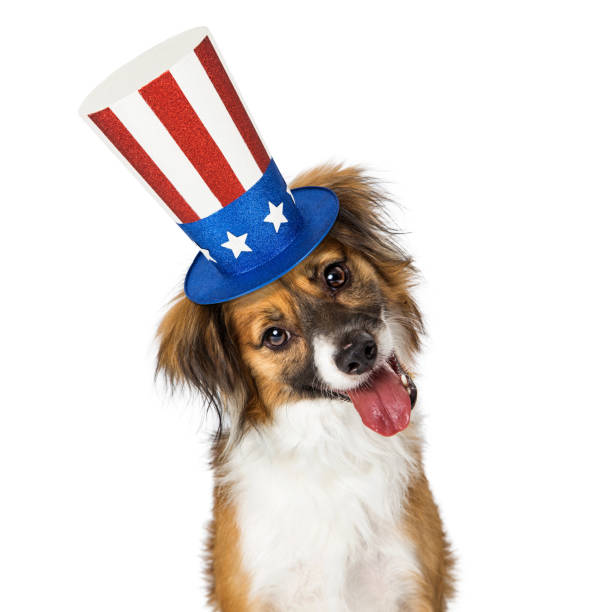 istock Cute Dog Wearing American Patriotic Hat 1006322168