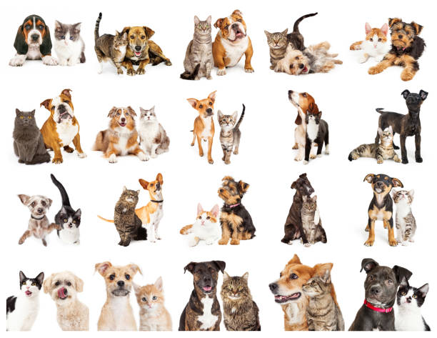 Collection of Photos of Dogs and Cats Together Set of twenty photos of cats and dogs together on white. Sized to print sheet on letter paper or for use on websites or social media. large group of animals photos stock pictures, royalty-free photos & images