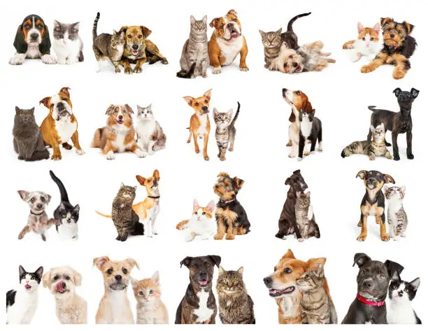 Set of twenty photos of cats and dogs together on white. Sized to print sheet on letter paper or for use on websites or social media.