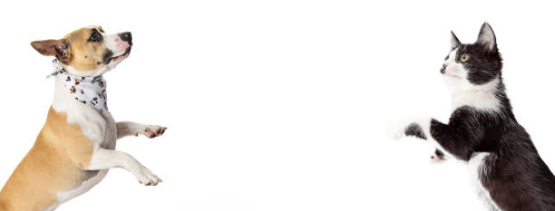 istock Excited Cat and Dog Standing Paws Up Web Banner 1006322348
