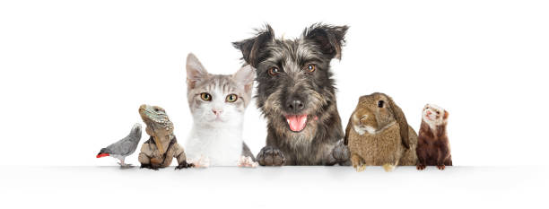 Domestic Pets Hanging Over White Website Banner Common cute domestic animal pets hanging over a white horizontal website banner or social media cover pets stock pictures, royalty-free photos & images