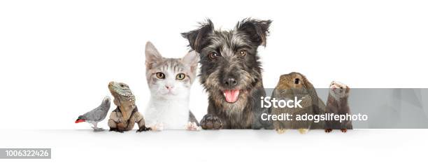 Domestic Pets Hanging Over White Website Banner Stock Photo - Download Image Now - Pets, Domestic Cat, Dog