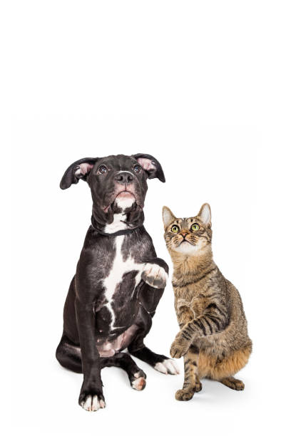 istock Dog and Cat Raising Paws and Looking Up Together 1006322460