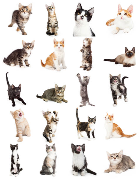 Set of twenty cute playful kittens on white. Sized to print on letter paper or for use on websites or social media.