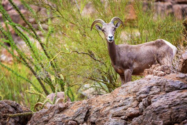istock Bighorn Sheep in Arizona Canyon 1006322520