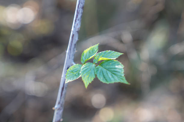 A leaf in the close-up