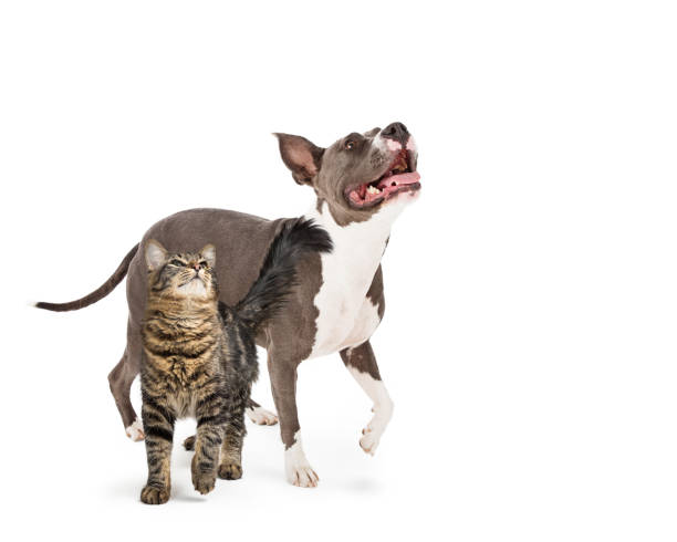 istock Excited Dog and Cat Lifting Paws Looking Up 1006322808