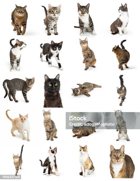 Evolution Of A Cat Stock Photo Download Image Now Domestic Cat, Cut Out,  Growth IStock