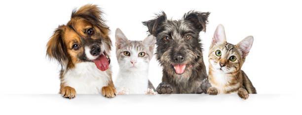 Dogs and Cats Paws Over Website Banner Cute dogs and cats together hanging paws over white horizontal website banner or social media header cat sticking tongue out stock pictures, royalty-free photos & images