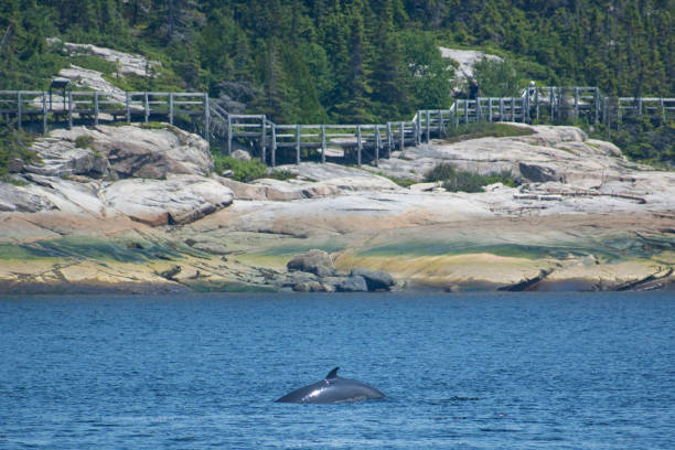 tadoussac, quebec - canadá costa - saguenay - fotografias e filmes do acervo