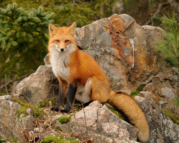 Fox Fox enjoying its surrounding. red fox photos stock pictures, royalty-free photos & images