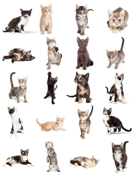 istock Collection of Cute Kittens Isolated on White 1006344422