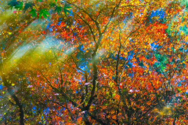 istock Red Orange Japanese Maple Trees Reflection Abstract Van Dusen Garden Vancouver Canada 1006352544