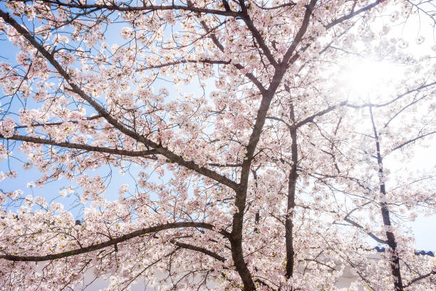 istock Cherry blossom or Sakura flowers with sunlight. 1006358302