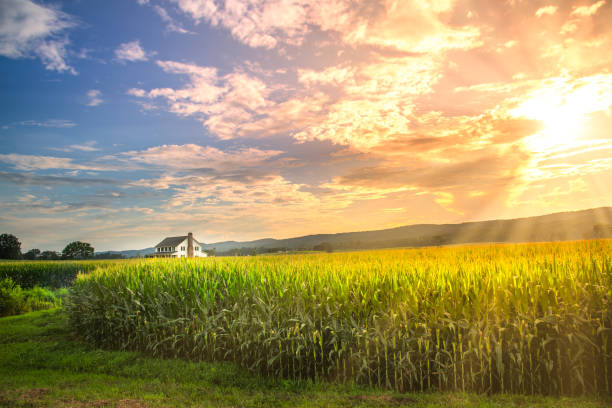 Vibrant sunset in corn field with sun rays stock photo