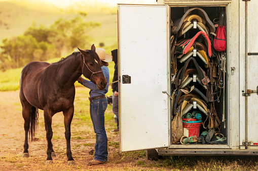 High quality stock photo of swing out saddle rack on a horse trailer with a young woman brushing a horse early in the morning before riding.