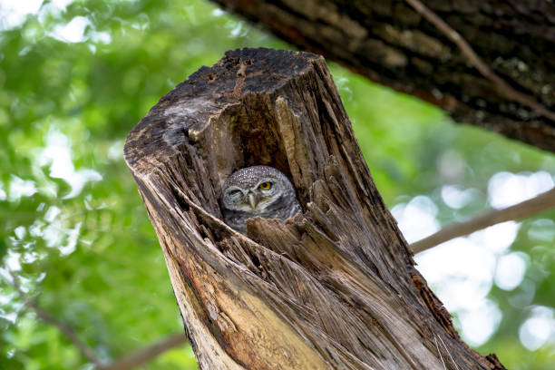istock spotted owl in Thailand 1006370788