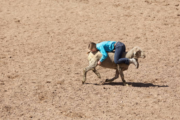 Backwards Mutton Busing High quality stock photo of a young woman riding backwards on a mutton in between a rodeo contest in Utah. person falling backwards stock pictures, royalty-free photos & images