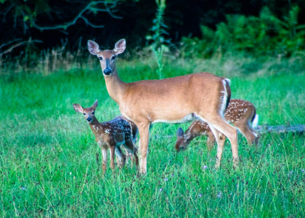 istock Doe and her two fawns 1006386600
