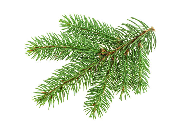 istock Fir tree branch isolated on a white background 1006391582