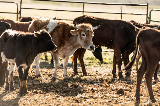 High quality stock photo of herd of young calf beef cattle in a pen outdoors on a Utah ranch.