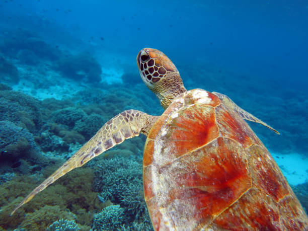 istock Turtle in Sipadan, Malaysia 1006398908