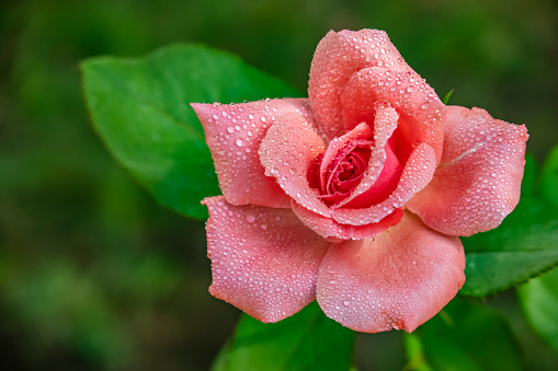 Dew lays on the petals of this bneautiful, pink rose.