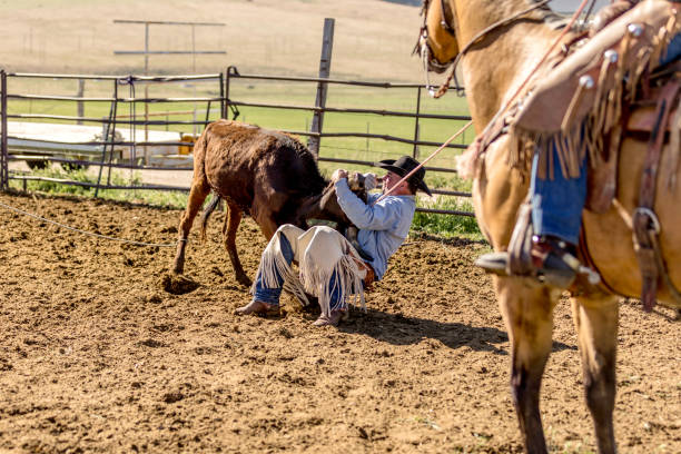 istock Roping and Branding Cattle Early in the Morning 1006401540