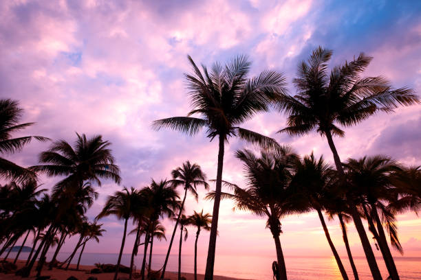 istock Silhouette of tropical beach 1006401992