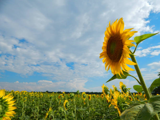 istock sunflower yellow blooming in the field 1006404716