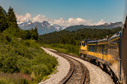A bear crosses the tracks ahead of a train in Alaska, USA in summertime.