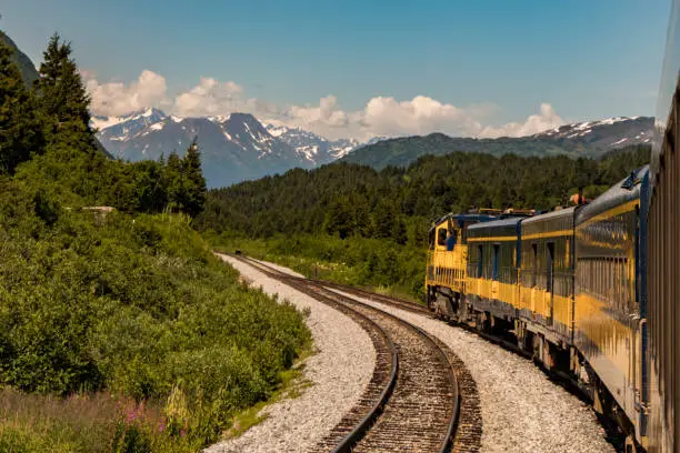 A bear crosses the tracks ahead of a train in Alaska, USA in summertime.