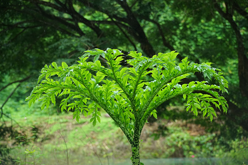 Tropical fern. MacRitchie Nature Reserve. Singapore.