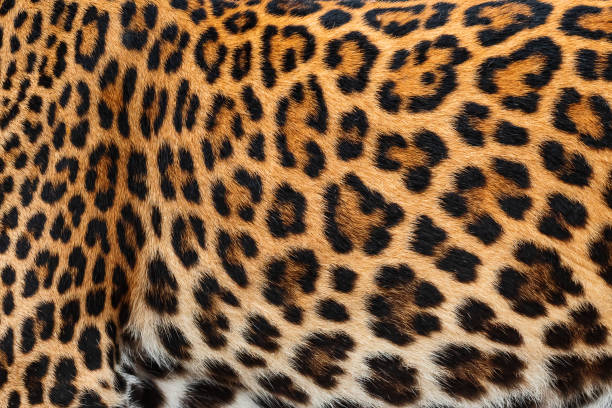 istock Detail skin of leopard. 1006420154