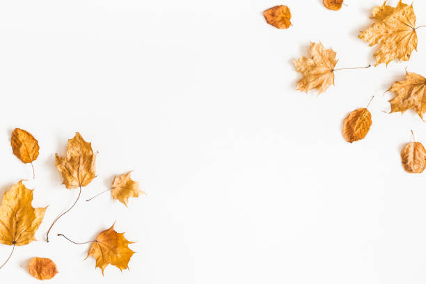 istock Autumn dried leaves on white background. Flat lay, top view 1006430860