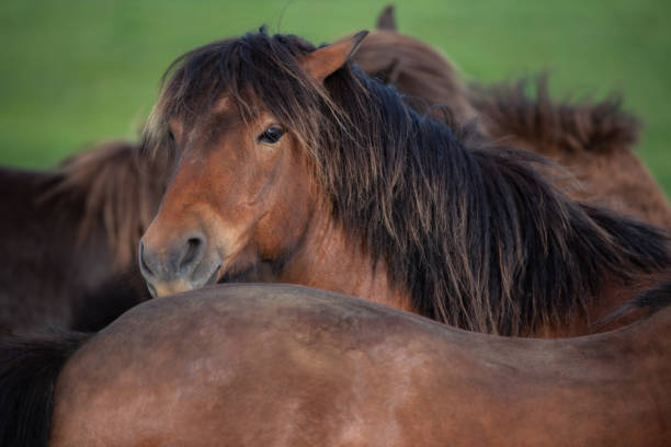 istock Icelandic Horses in summer ,Iceland. 1006442636