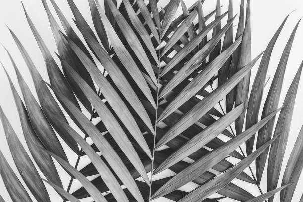 istock Palm leaves background. Back and white photography. 1006442692