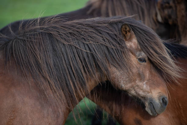 istock Icelandic Horses in summer ,Iceland. 1006442958