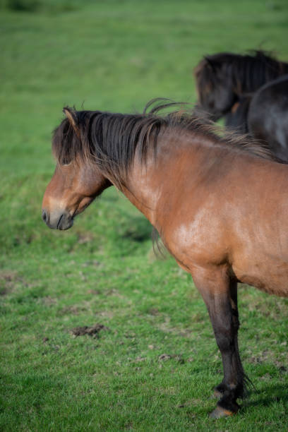 istock Icelandic Horses in summer ,Iceland. 1006445146