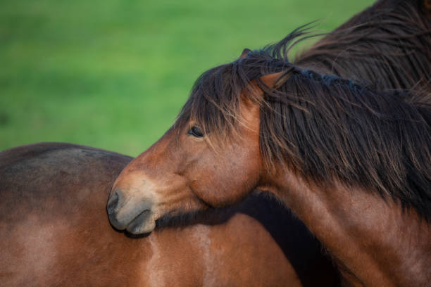 istock Icelandic Horses in summer ,Iceland. 1006445300