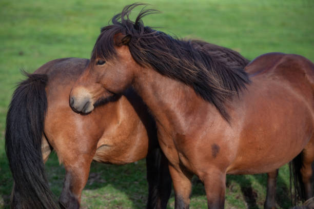 istock Icelandic Horses in summer ,Iceland. 1006445360