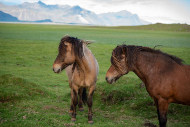 istock Icelandic Horses in summer ,Iceland. 1006445404