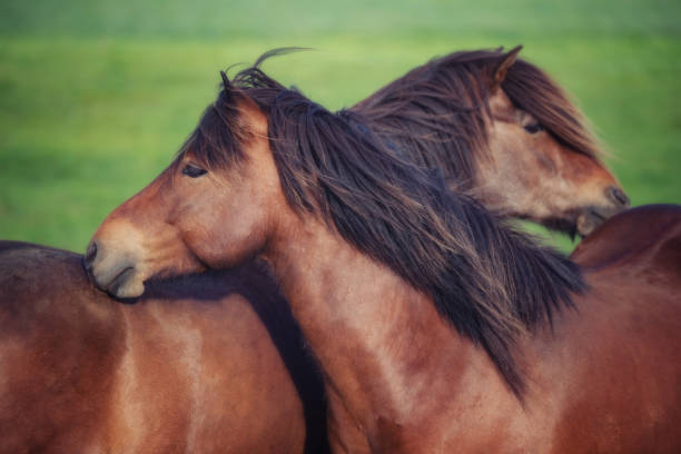istock Icelandic Horses in summer ,Iceland. 1006445468