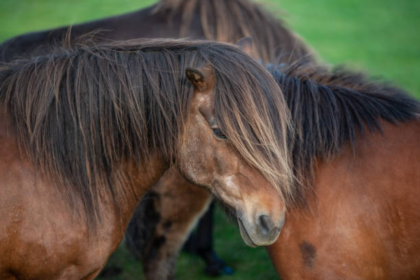 istock Icelandic Horses in summer ,Iceland. 1006446310