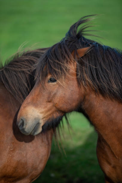 istock Icelandic Horses in summer ,Iceland. 1006446420